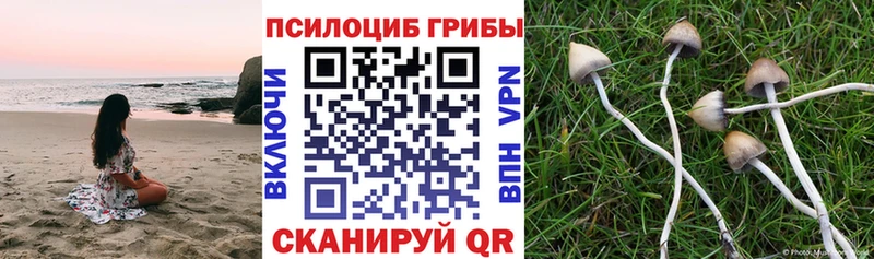 дарк нет какой сайт  Узловая  Псилоцибиновые грибы мицелий 